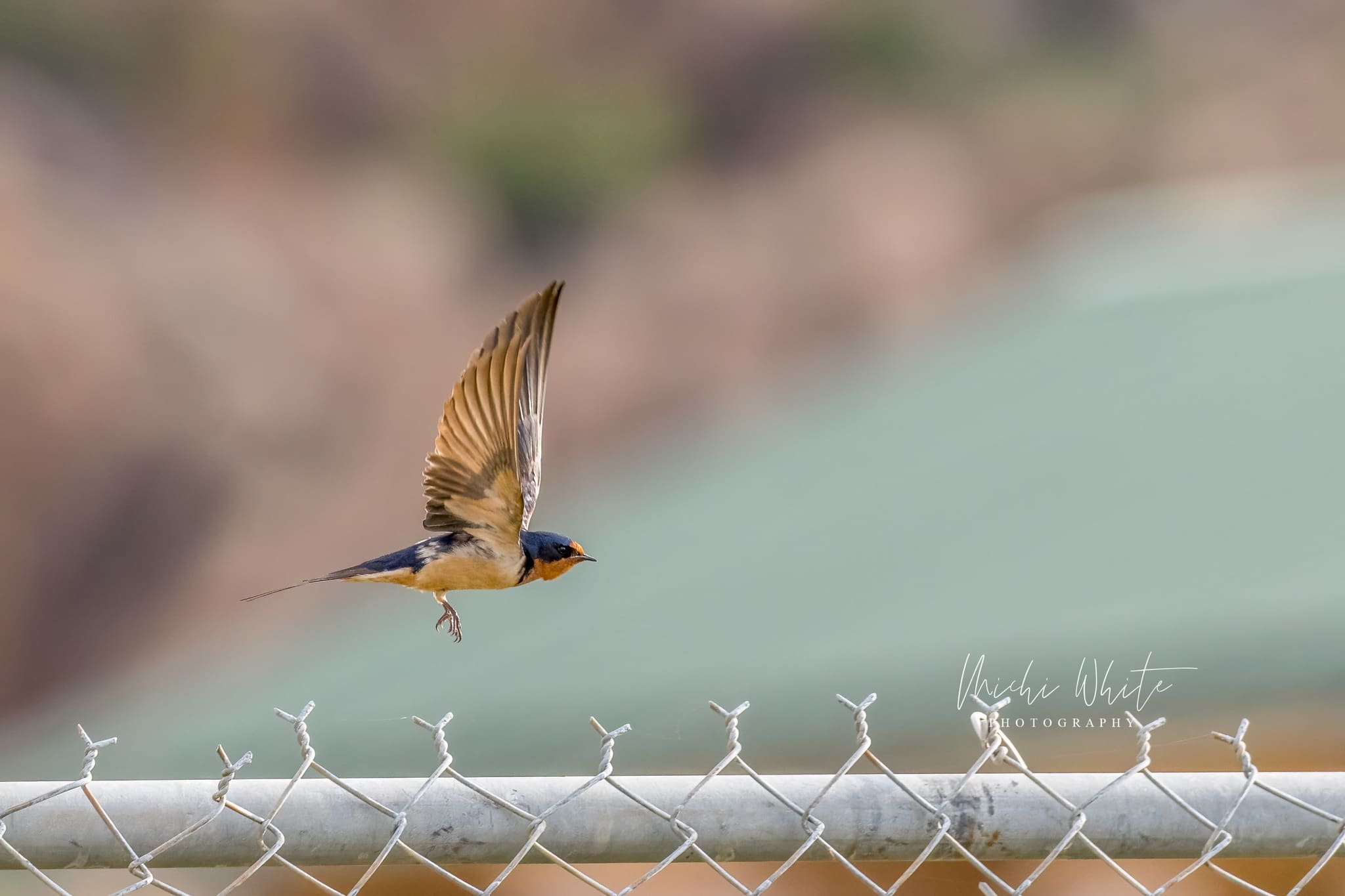 American Barn Swallow in the Wichita Mountains Wildlife Refuge