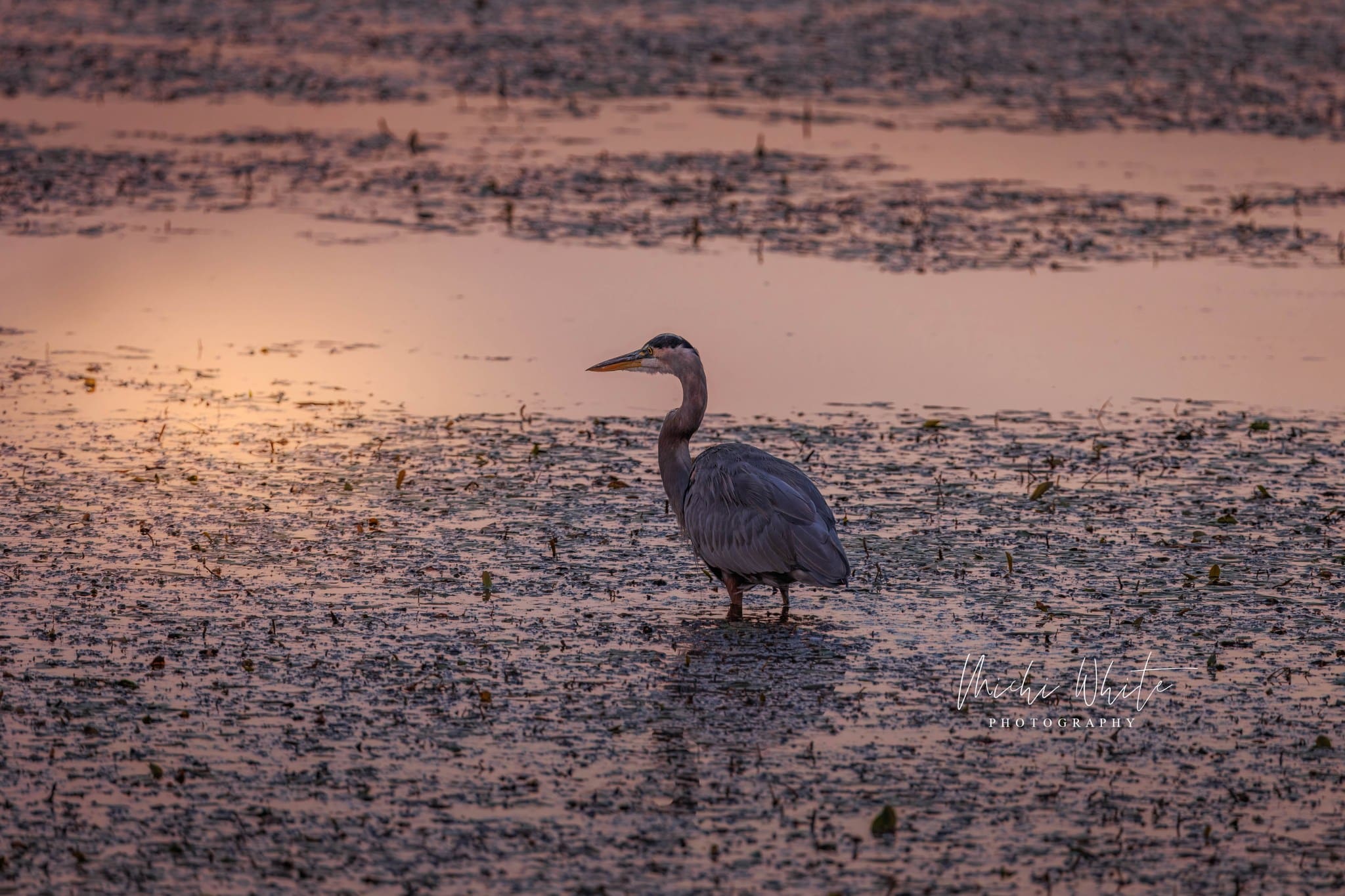 Bird Sighting in the Wichita Mountains Wildlife Refuge