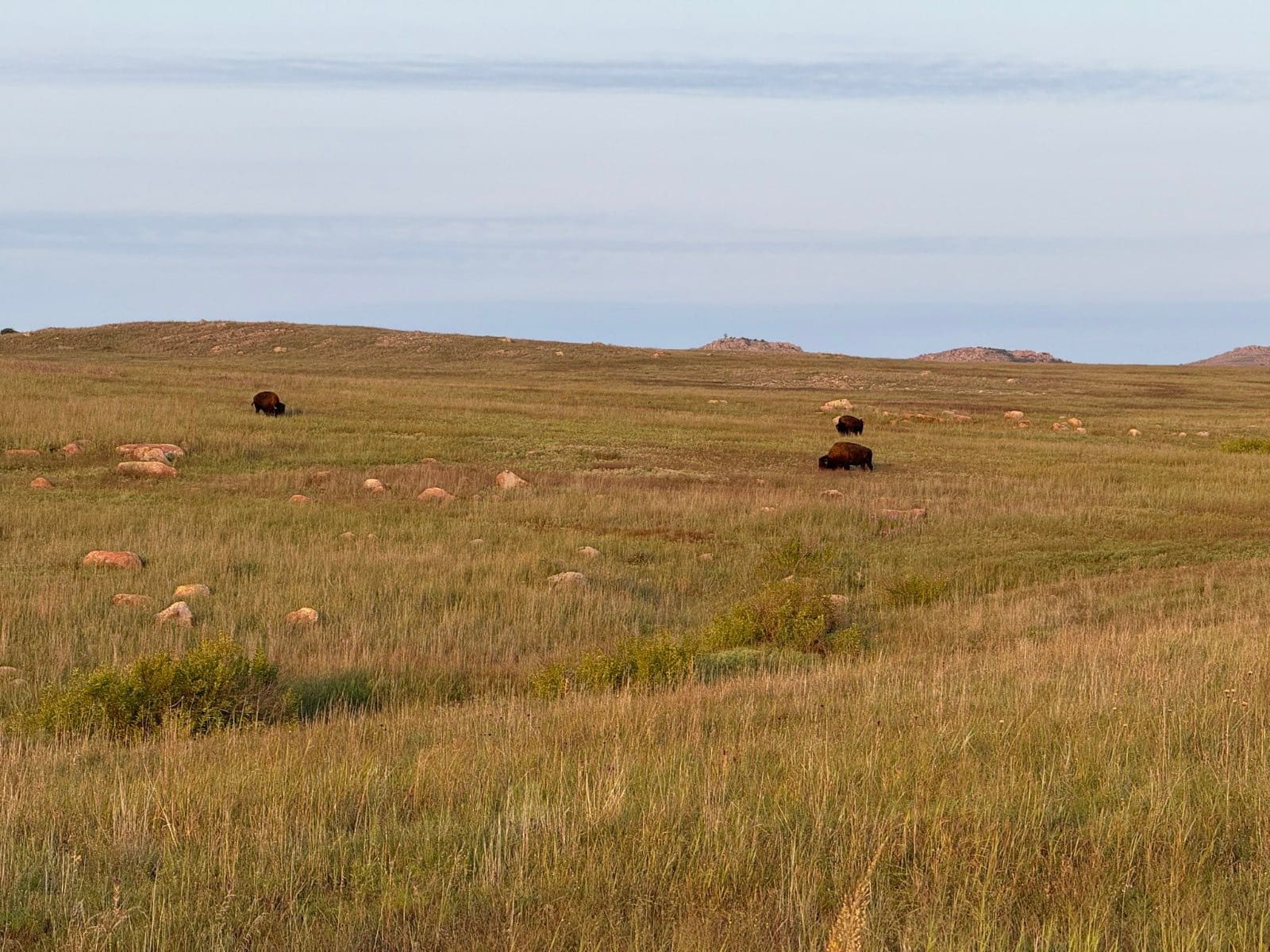 Bison At the Wichita Mountains Wildlife Refuge