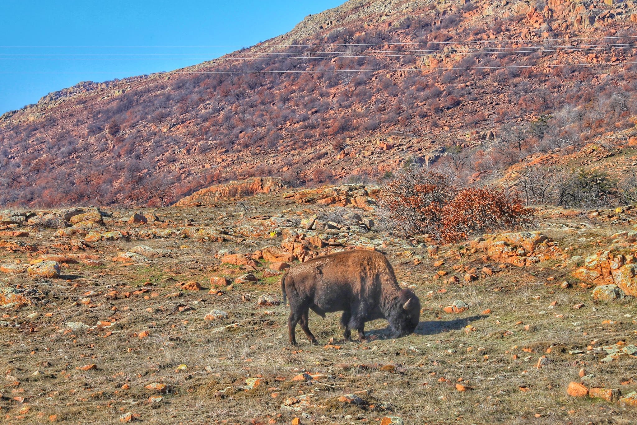 Bison At the Wichita Mountains Wildlife Refuge