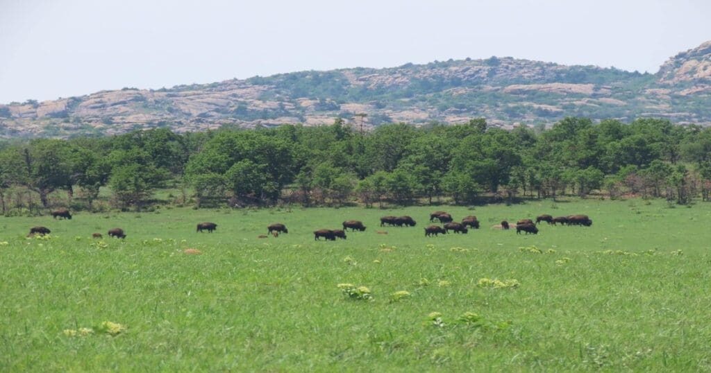 Bison At the Wichita Mountains Wildlife Refuge