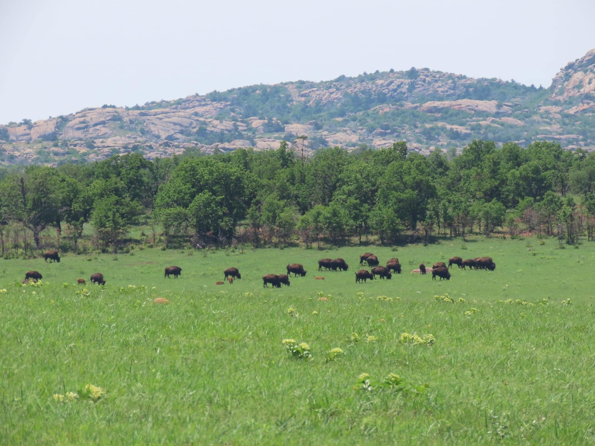 Bison At the Wichita Mountains Wildlife Refuge