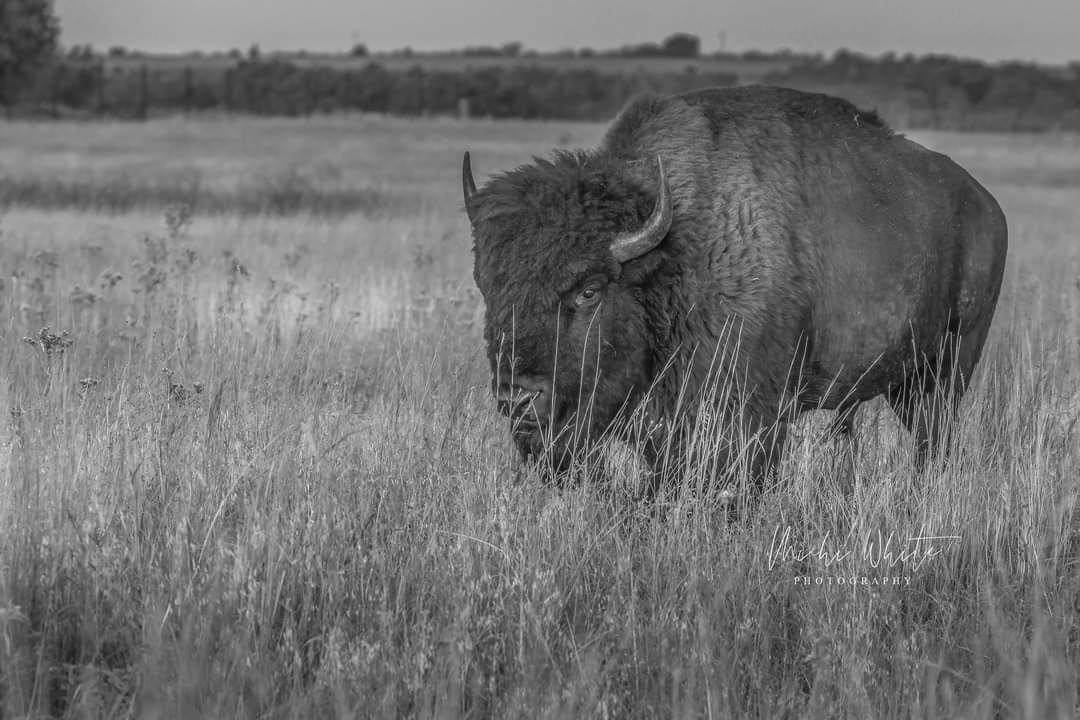 Bison At the Wichita Mountains Wildlife Refuge
