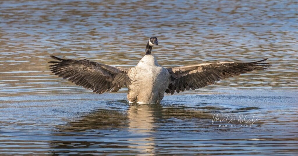 Canadian Goose WMWR featured photo