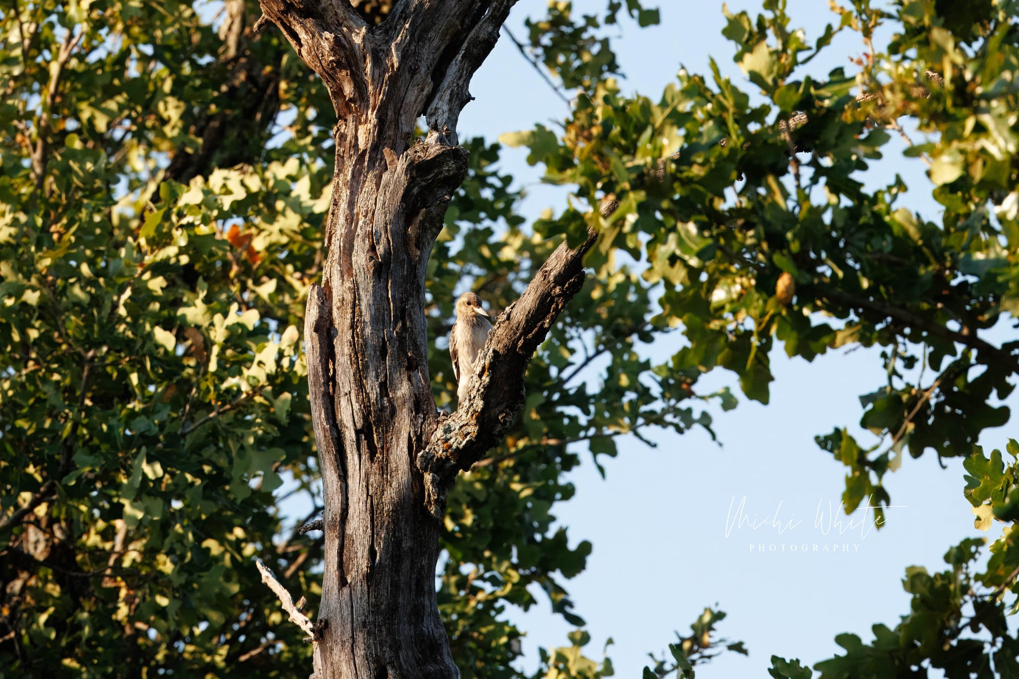 Red head woodpecker in the WMWR